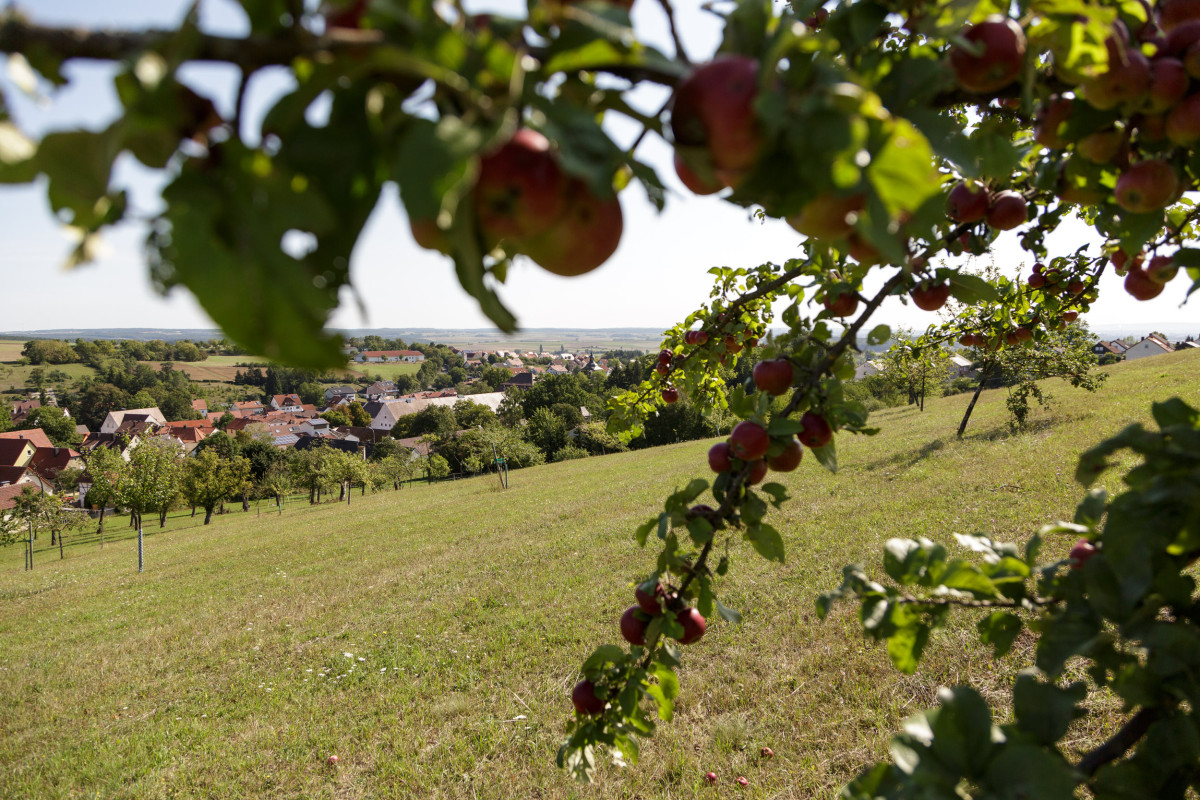 Streuobstwiese Obbach