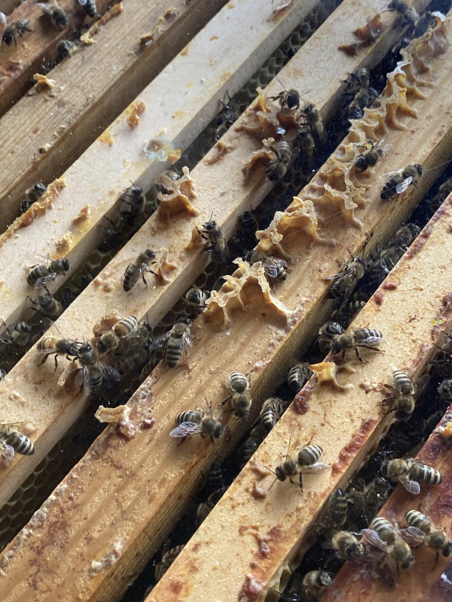 Bienen