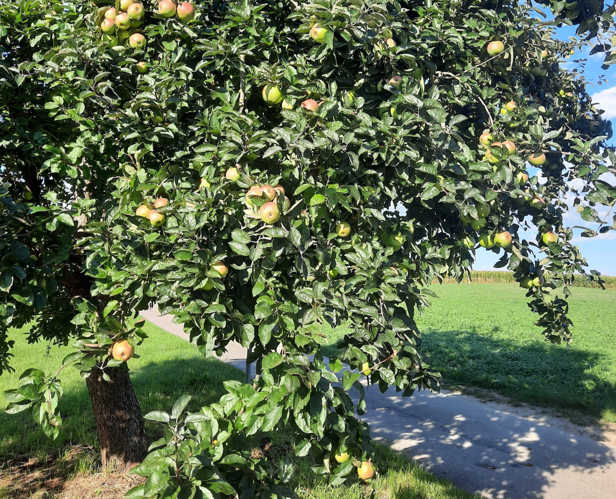 Baum auf Wiese