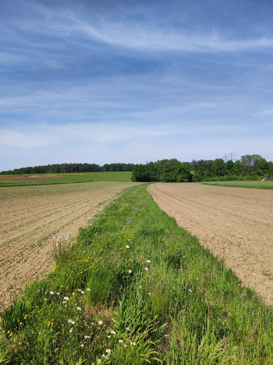 Ein Grünstreifen zwischen zwei Feldern und blauer Himmel