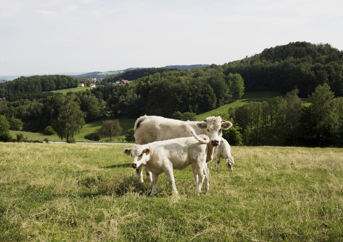 Öko-Modellregionen