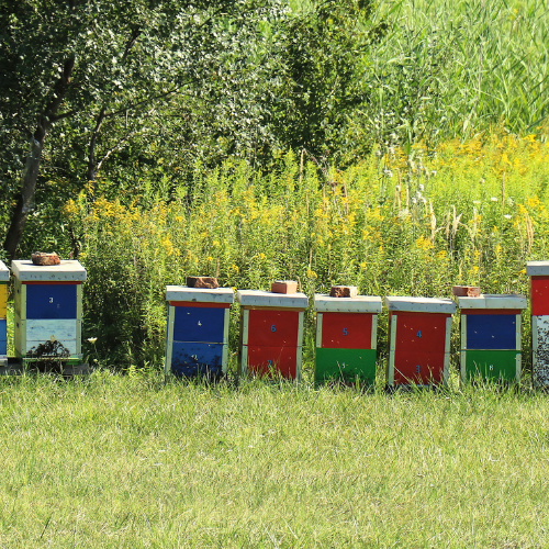 LANDWIRTSCHAFT UND BIENEN - HAND IN HAND