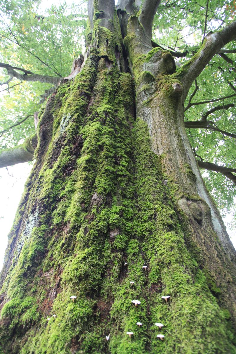 ein starker Baumstamm mit Moss bewachsen