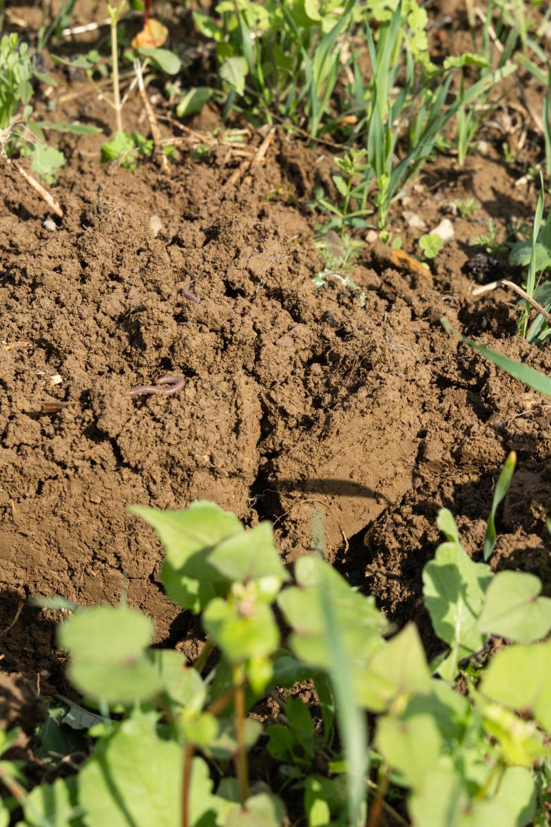 Humusreiche Erde dient als Nährstoff- und Wasserspeicher, verklebt die Mineralteilchen zu einem hohlraumreichen Bodenverband, kann Kationen (Calcium, Magnesium, Kalium ) und Anionen (Phosphat, Sulfat, Nitrat) austauschbar binden, wirkt al pH-Wert-Puffer und stellt eine bedeutende Kohlenstoffsenke dar.