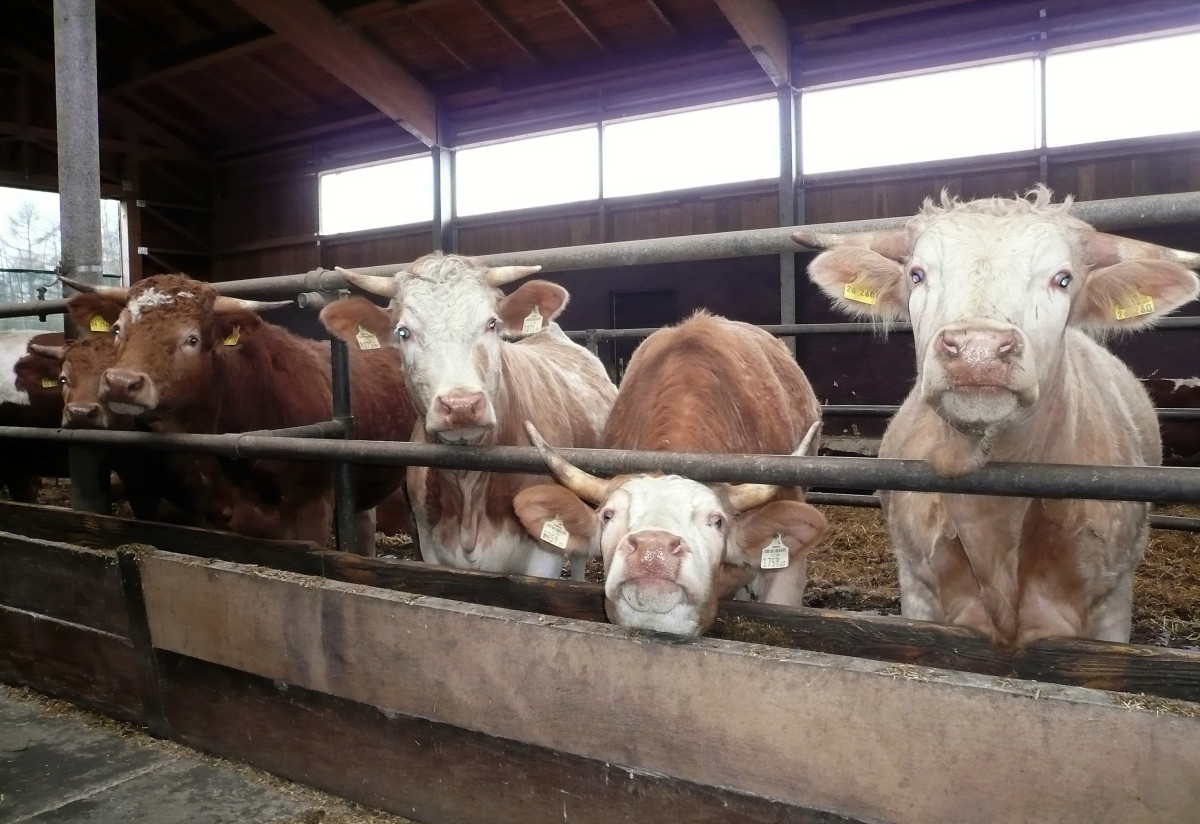 Neugier im Stall: Die Landwirtschaft in der Jugendvollzugsanstalt Laufen-Lebenau ist ein Bio-Betrieb. Rindvieher schauen den Beobachter aus ihrem Laufstall an.