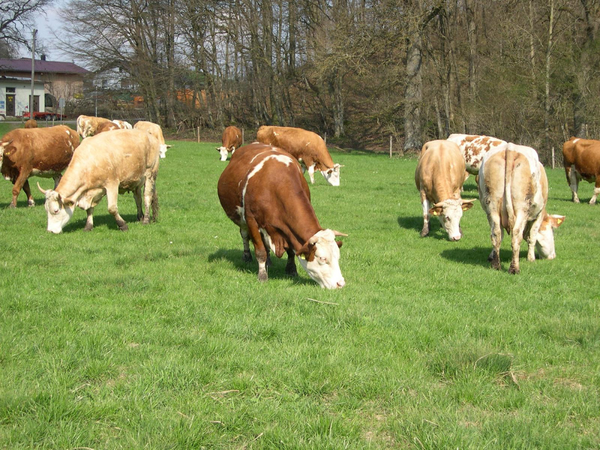 Kühe (Grünland-Milch-Fleisch) von Uli Mück
