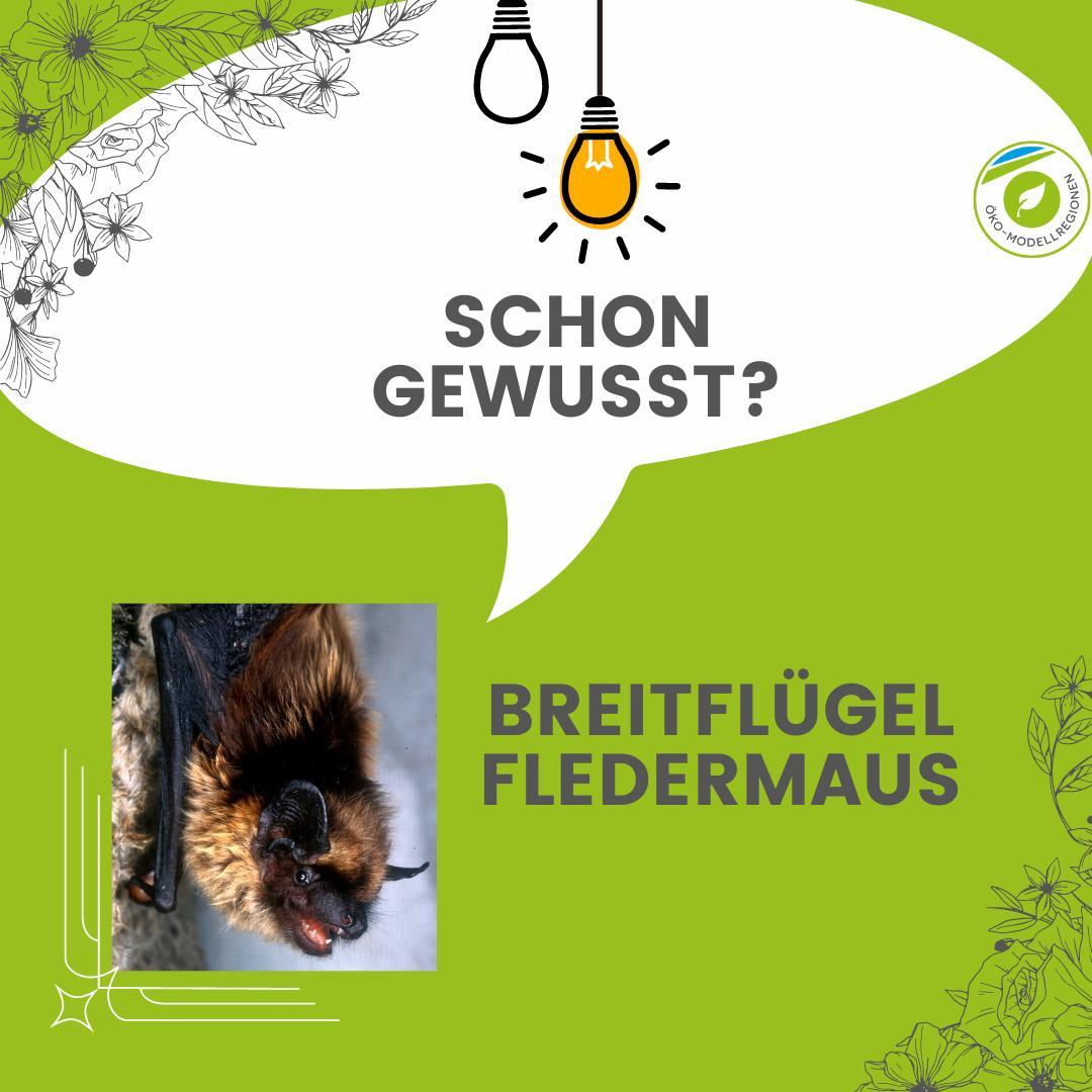 Fledermaus mit grün