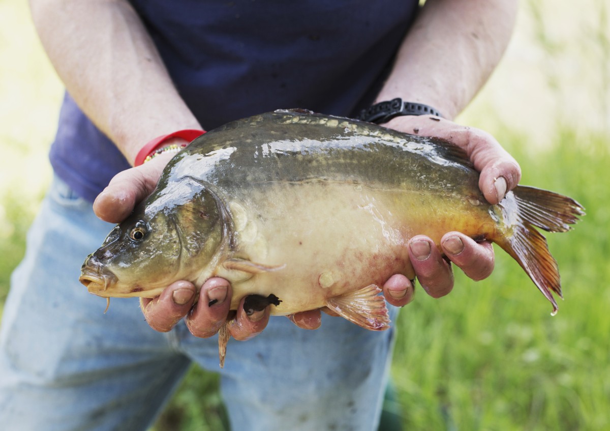 Bio-Karpfen in der Hand nach dem Abfischen