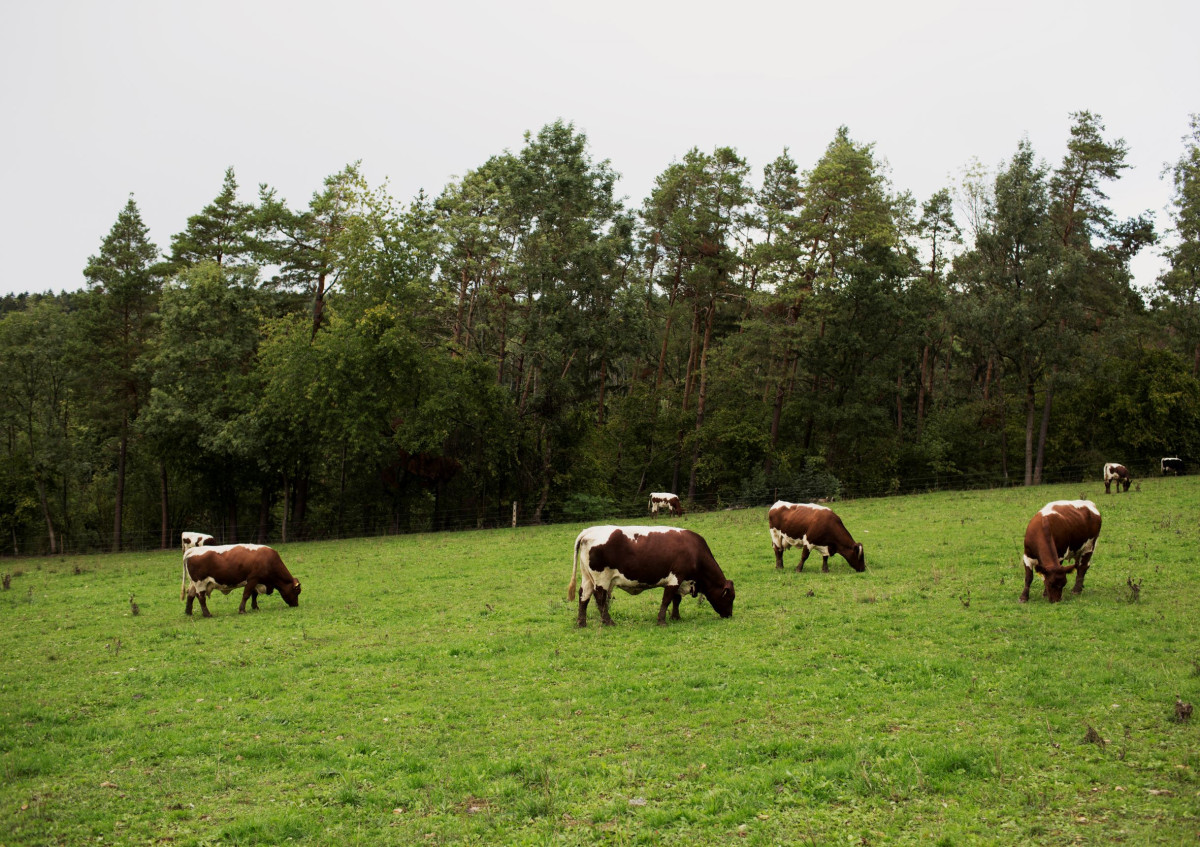 Pinzgauer-Rinder auf der Weide