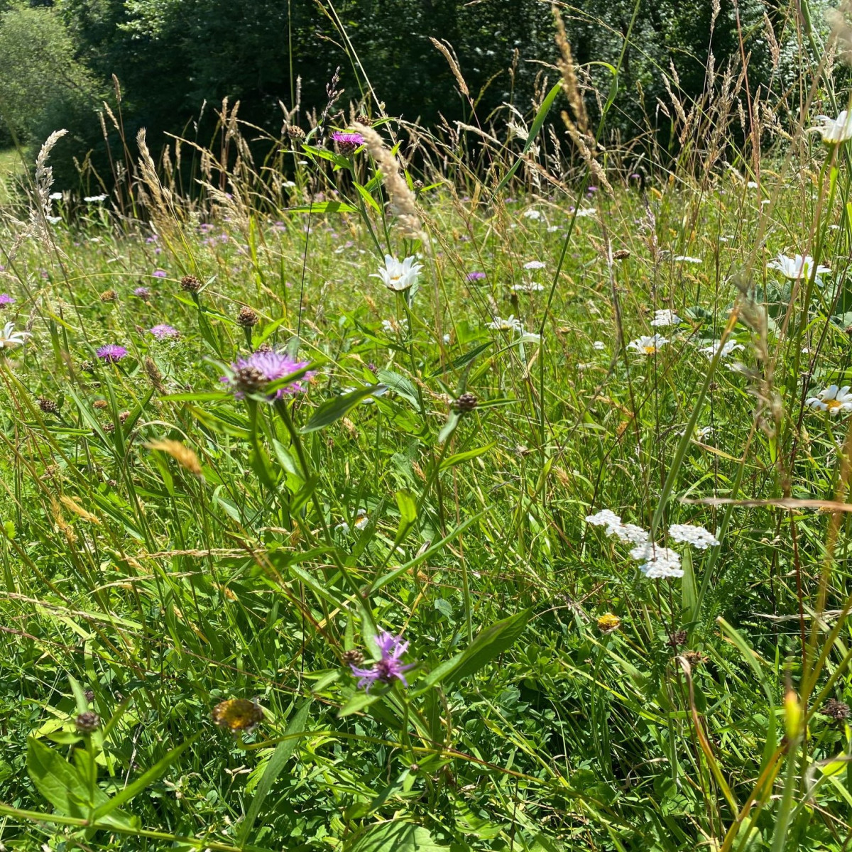 Wiesenmeisterschaft 2000 Blühende Wiese