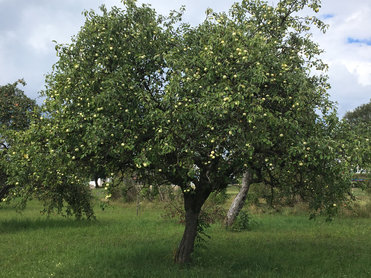 Hochstamm Apfelbaum