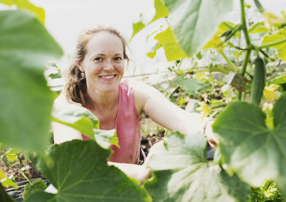 Im Sommer wächst das beliebte Gemüse in den heimischen Folientunneln