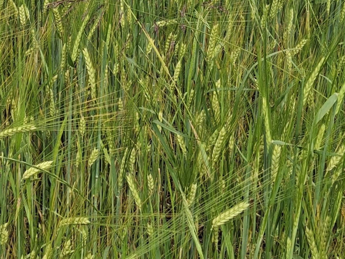 Getreide wächst auf dem Feld.