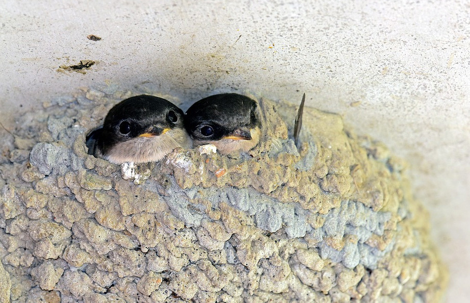Zwei kleine Mehlschwalben im Nest warten auf Futter.