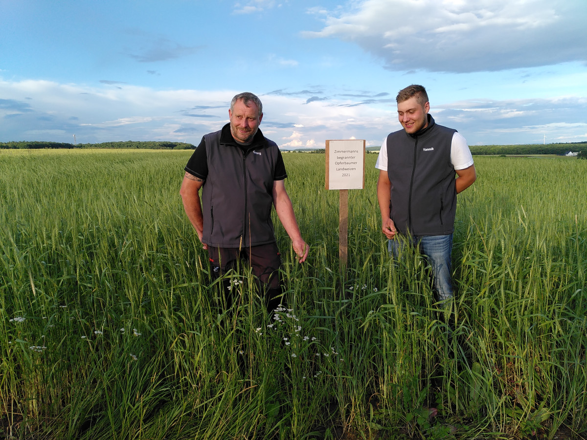 Georg und Yannik Fella und die alte Weizensorte Opferbaumer Landweizen