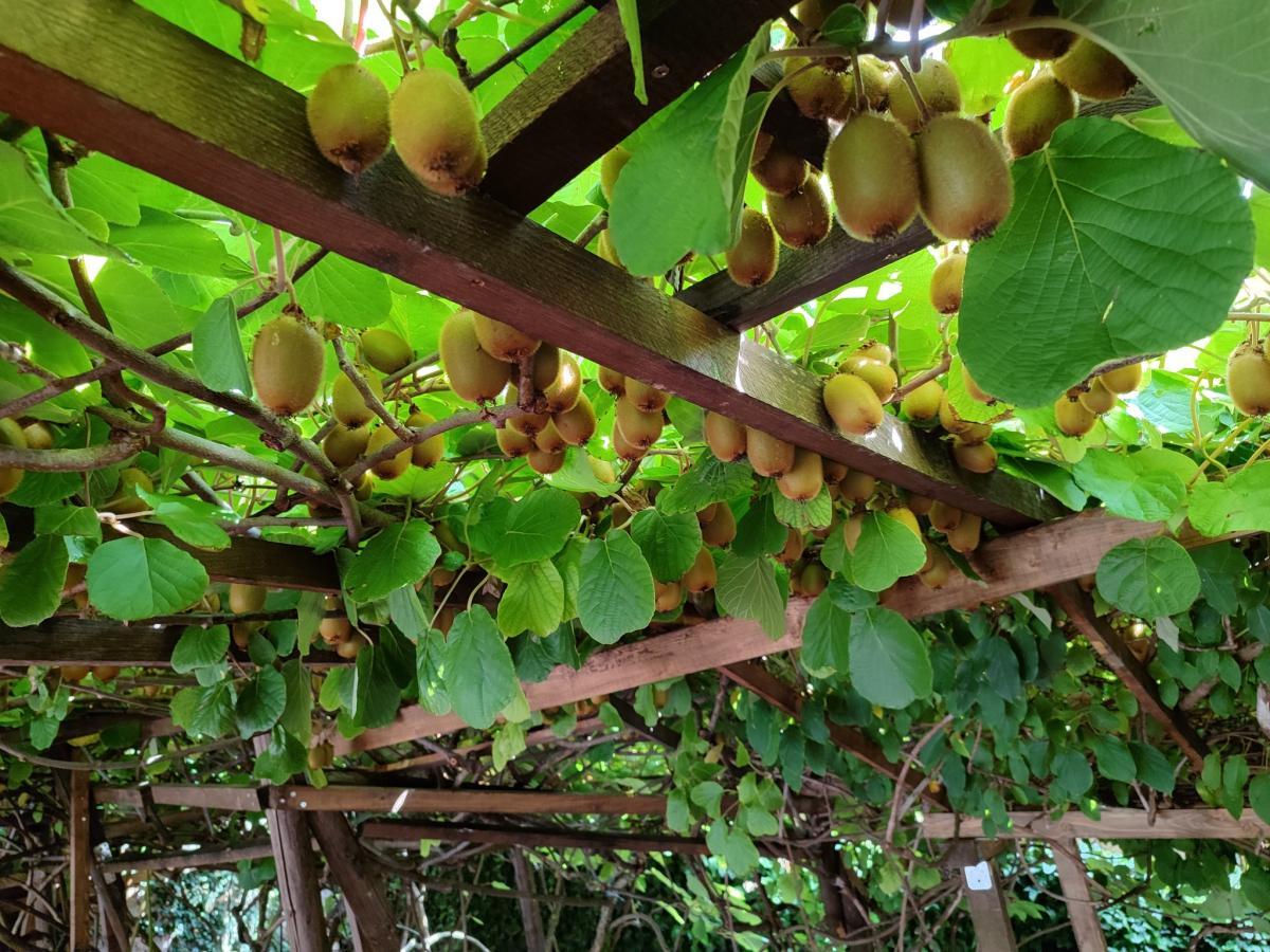 Kiwiplantage
