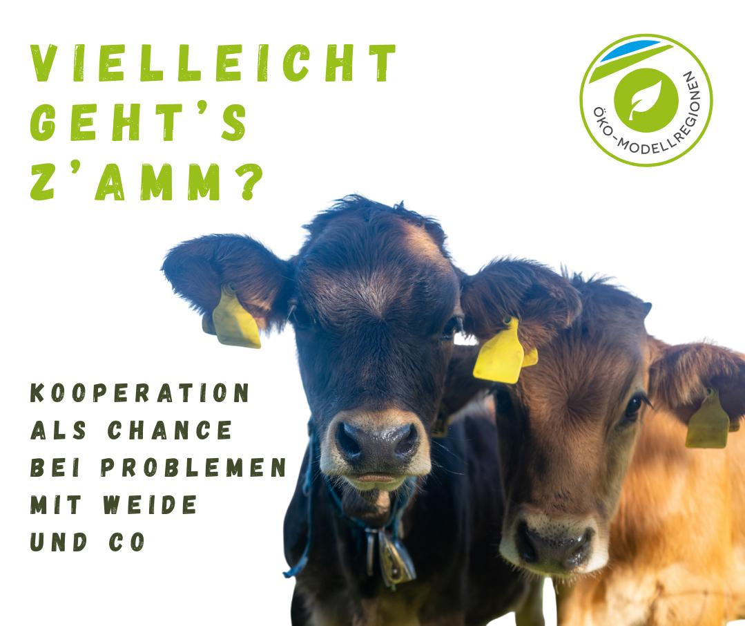 Plakat mit zwei Jungrindern