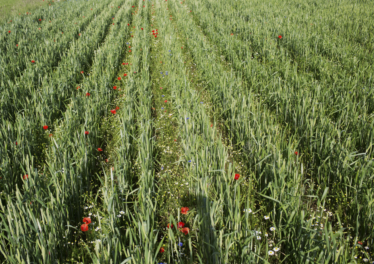 Getreideacker in Turiel-Dammkultur