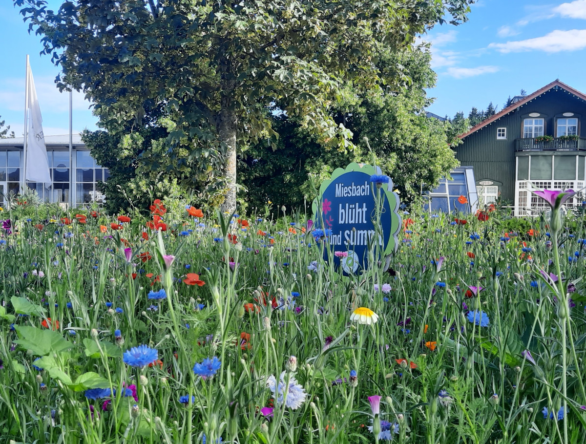 Blühfläche  in Miesbach