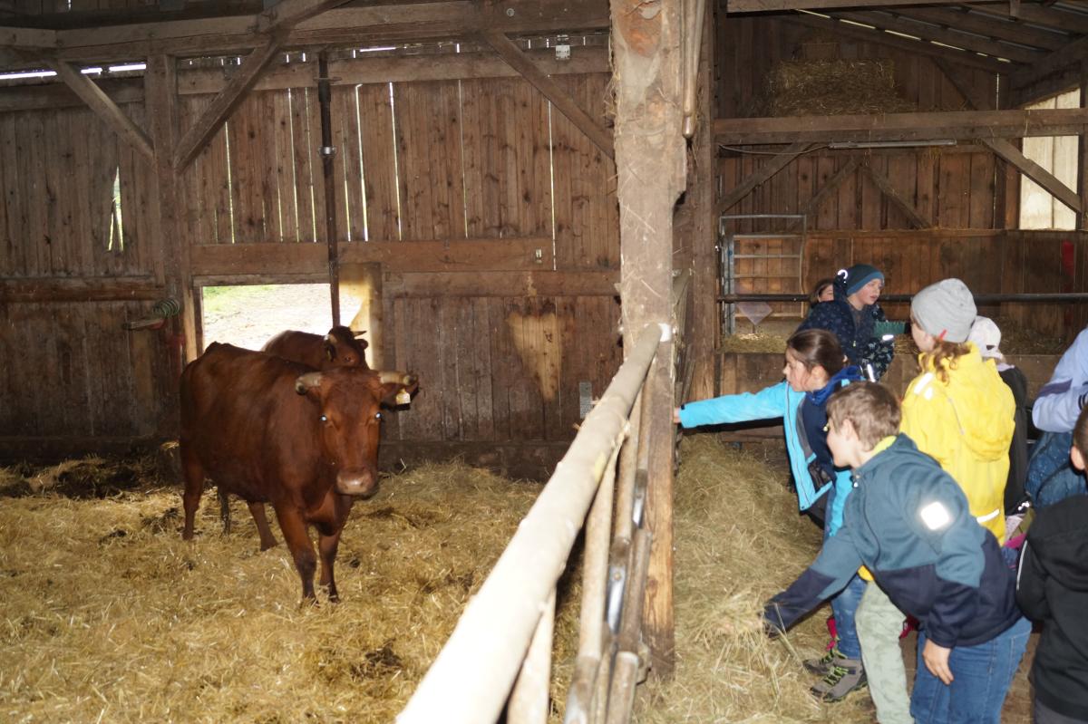 Begeisterte Grundschulkinder im Rotviehstall.