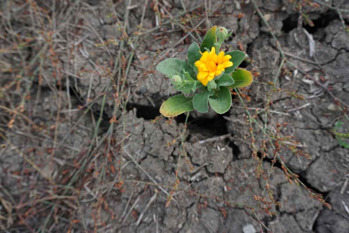 Blume die auf ausgetrocknetem Boden wächst