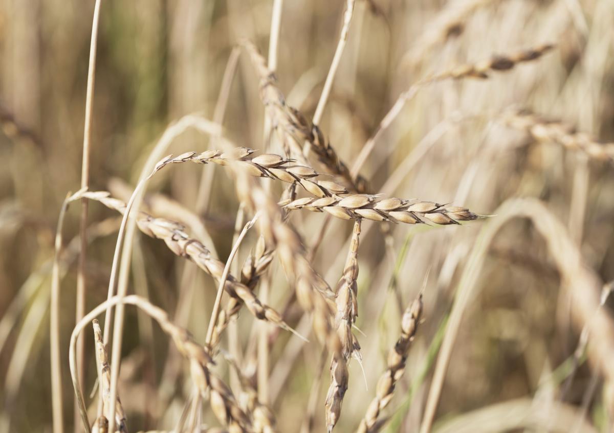 Getreide