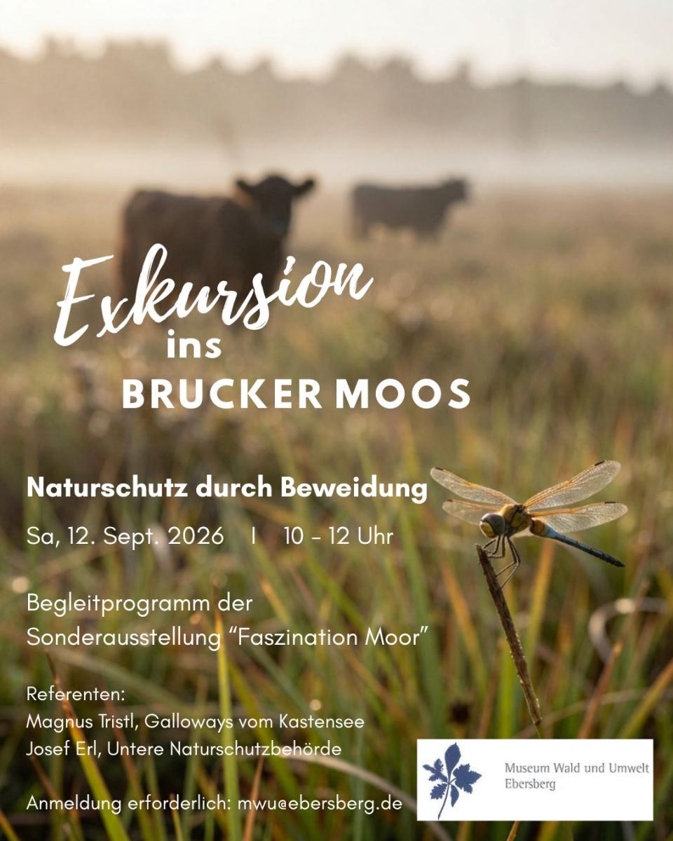 Exkursion zu Gallowayrinders und Wasserbüffeln im Brucker Moos