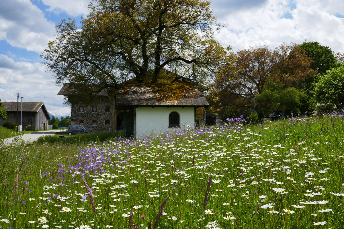 Vorbildlich ökologisch gepflegte kommunale Wiese in Teisendorf.