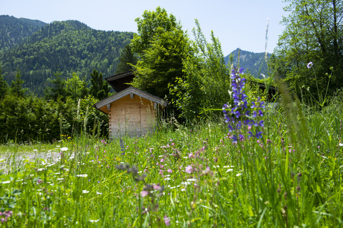 Wiese mit Blumen und Berge