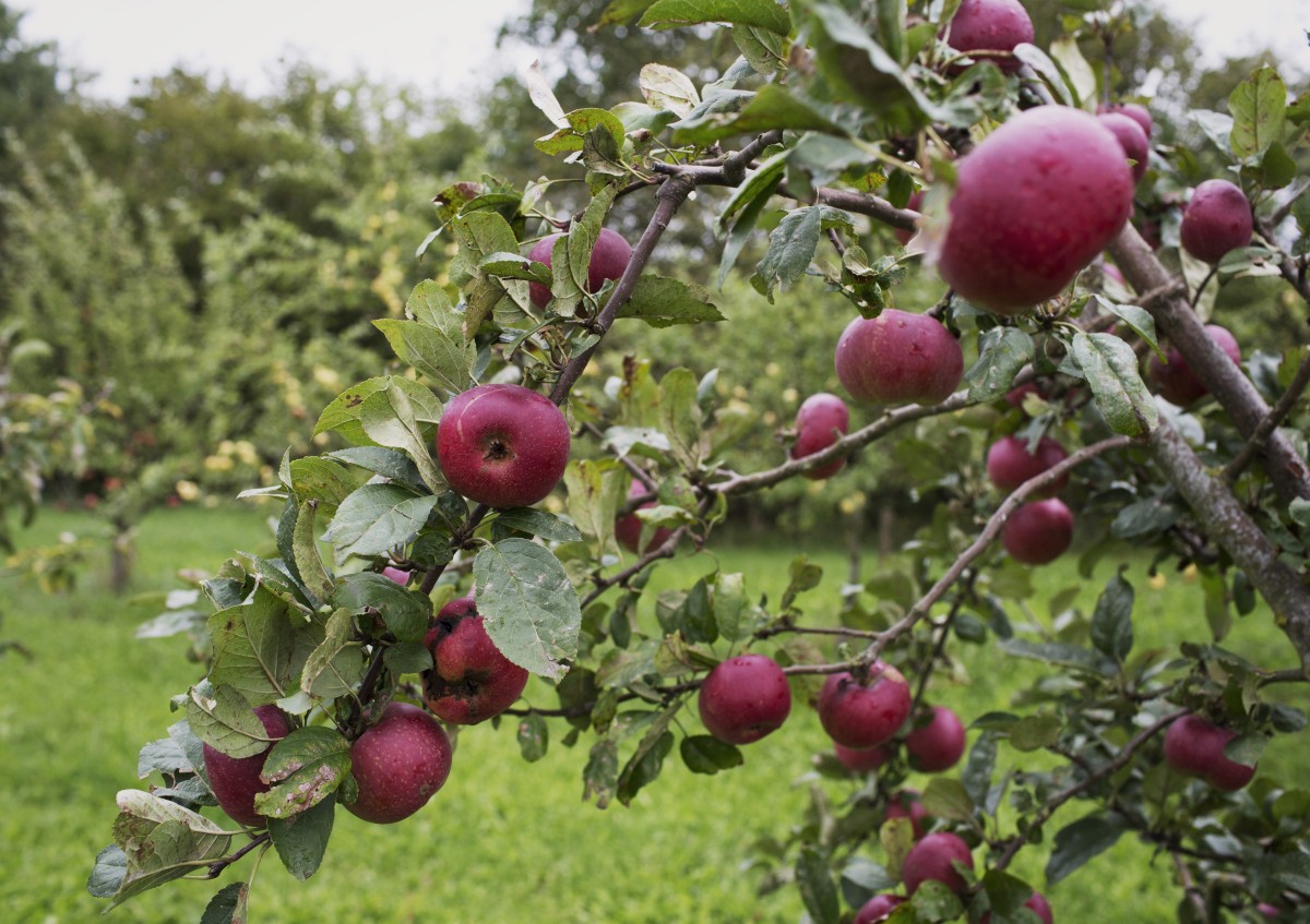 Äpfel als Streuobst