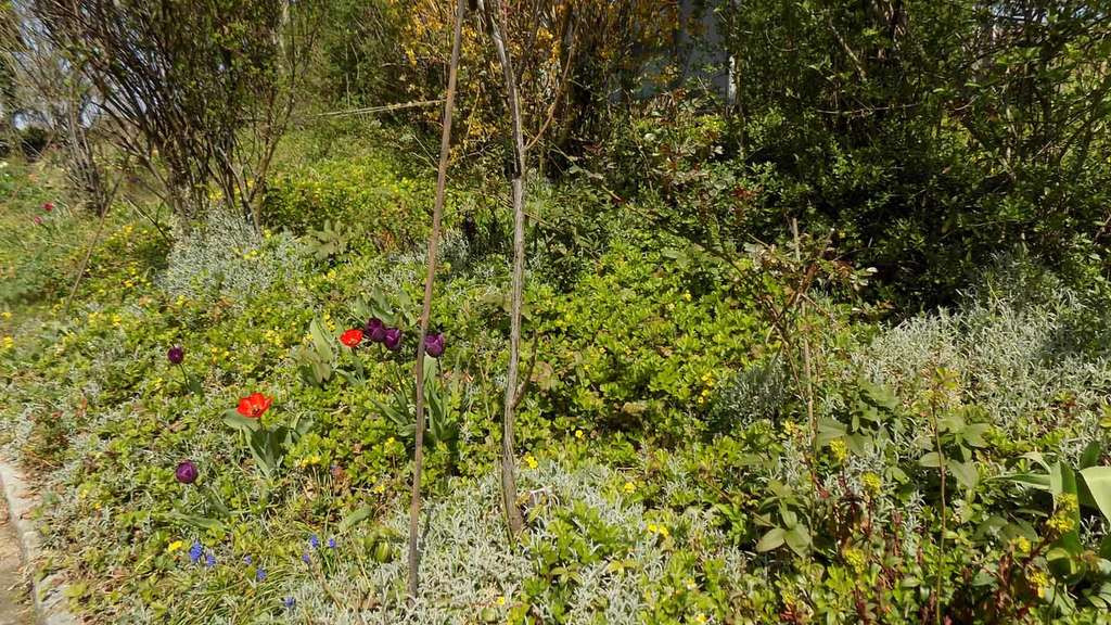 Naturnaher Garten.