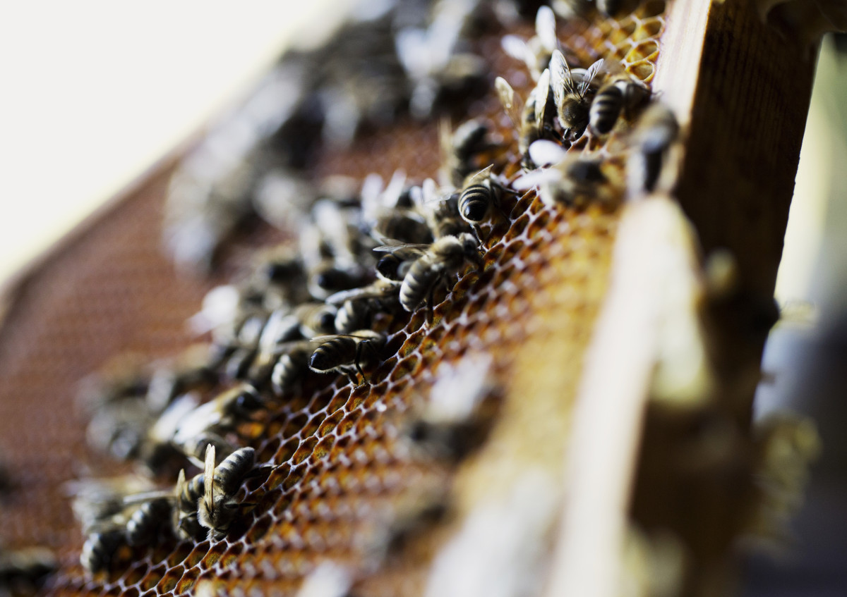 Bienen