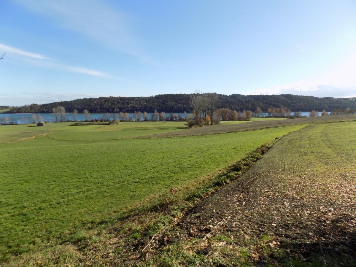 Die seenahe hügelige Landschaft am Tachinger See zwischen Mauerham und Tengling. Eine potenzielle Fläche für eine sogenannte Moor-Wiedervernässung? Kartoffeln oder Weizen können nicht mehr angebaut werden, stattdessen Schilf, Rohrglanzgras, Großseggen (Paludikulturen), die im wassergesättigten Boden gut gedeihen.