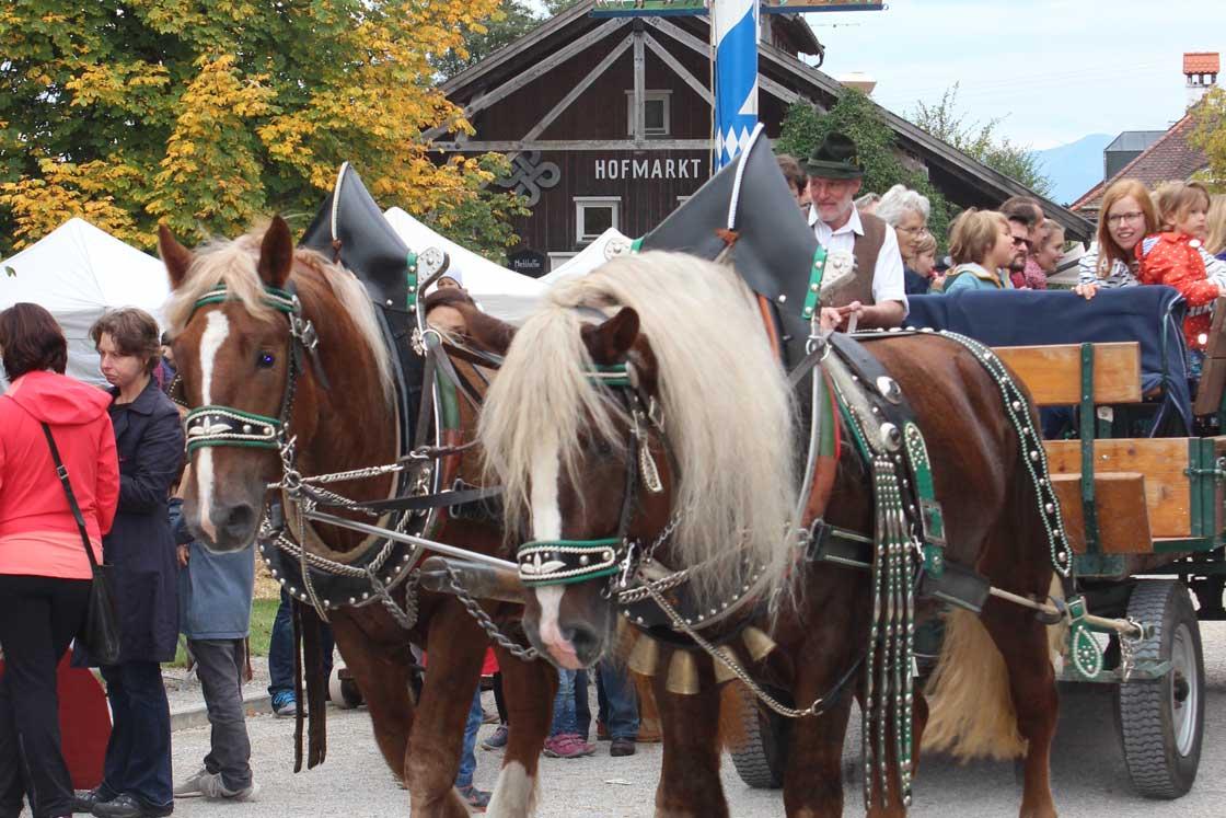 Zwei Kutschpferde vor dem Herrmannsdorfer Hofladen