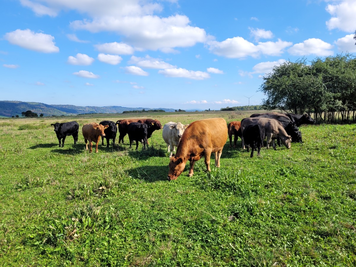 Rinder auf der Weide