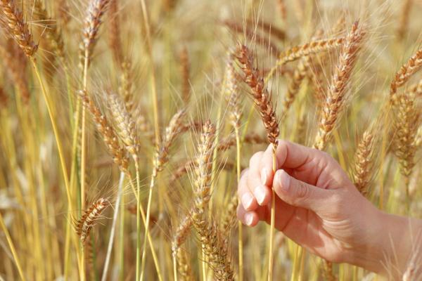 Für die Anpassung an die Klimakrise brauchen wir  dringend die Zucht von robusten, widerstandsfähigen Sorten.