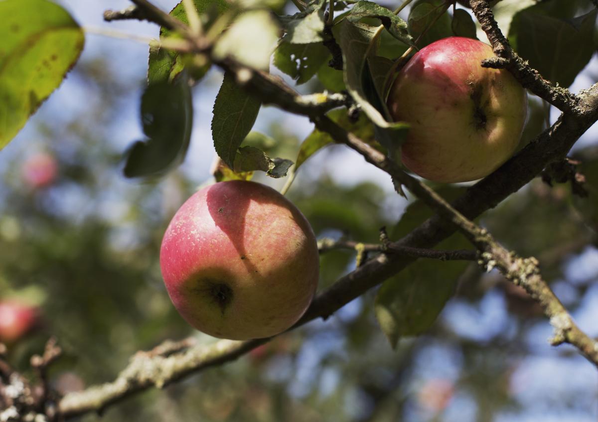 Rote Äpfel die an einem Apfelbaum hängen