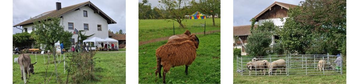 Drei Bilder nebeneinander mit: braune Schafe blicken auf buntes Zelt auf grüner Wiese / Esel und Infostand vor einem Haus / hellgraue Schafe eingezäunt auf Wiese mit Bäumen und Hof dahinter