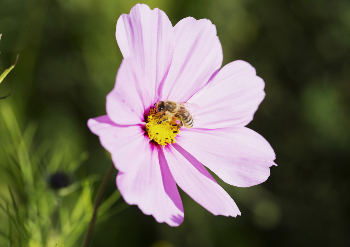 Biene auf rosa Blüte