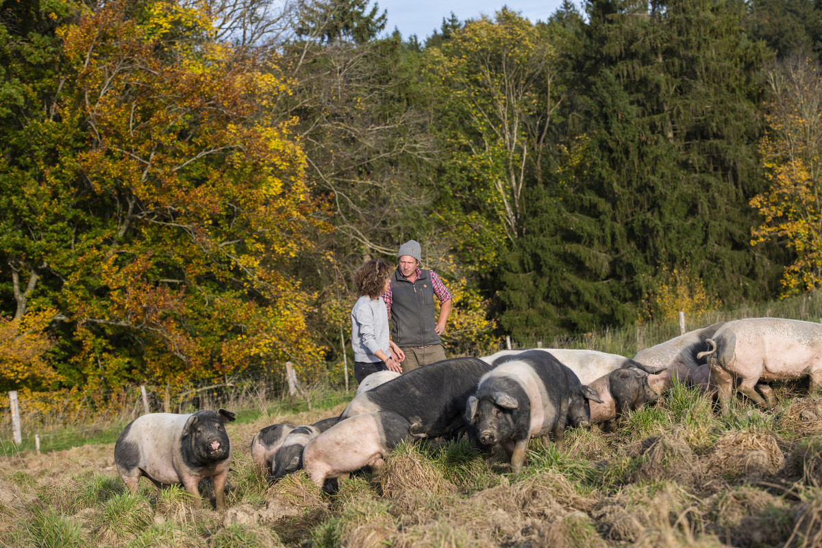 Die schwäbisch-hällischen Landschweine haben eine große Weide zur Verfügung.