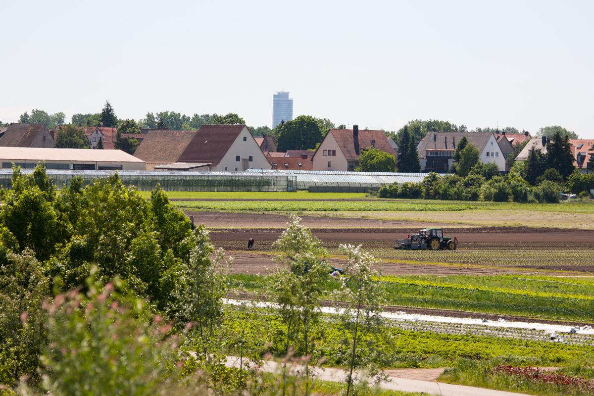 Knoblauchsland