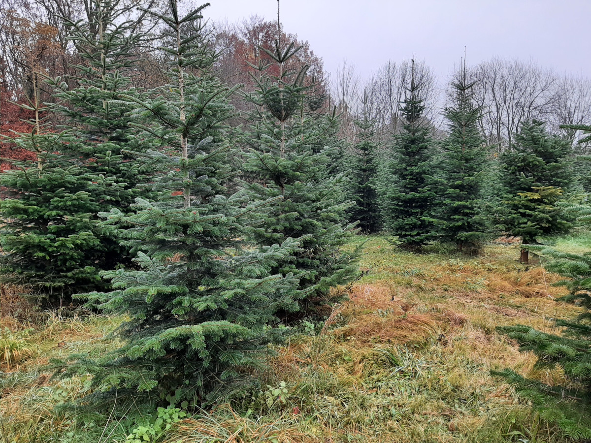 Christbäume auf einer Plantage