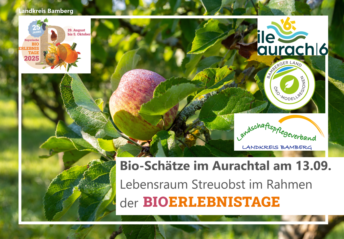 Apfel am Baum
