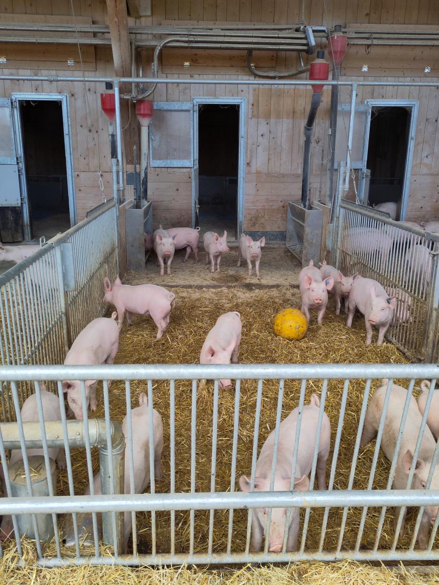 Schweine im Stall
