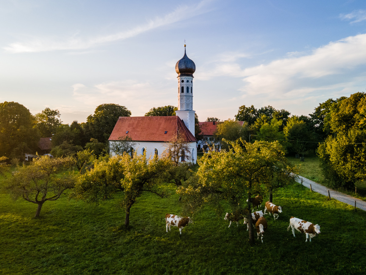 Kapelle und Kühe