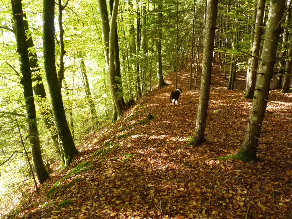 Zukunftsfähige Waldbäume