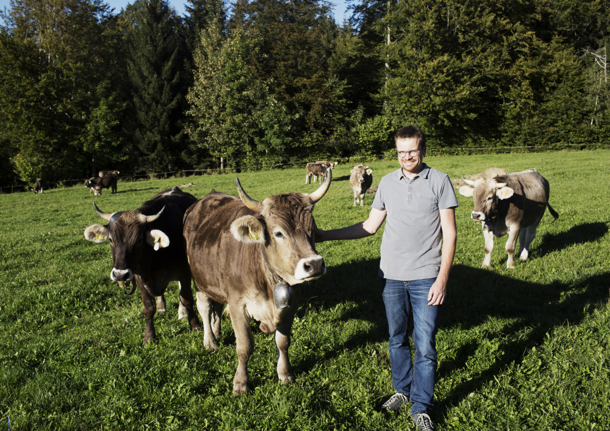 Landwirt mit Kuhherde