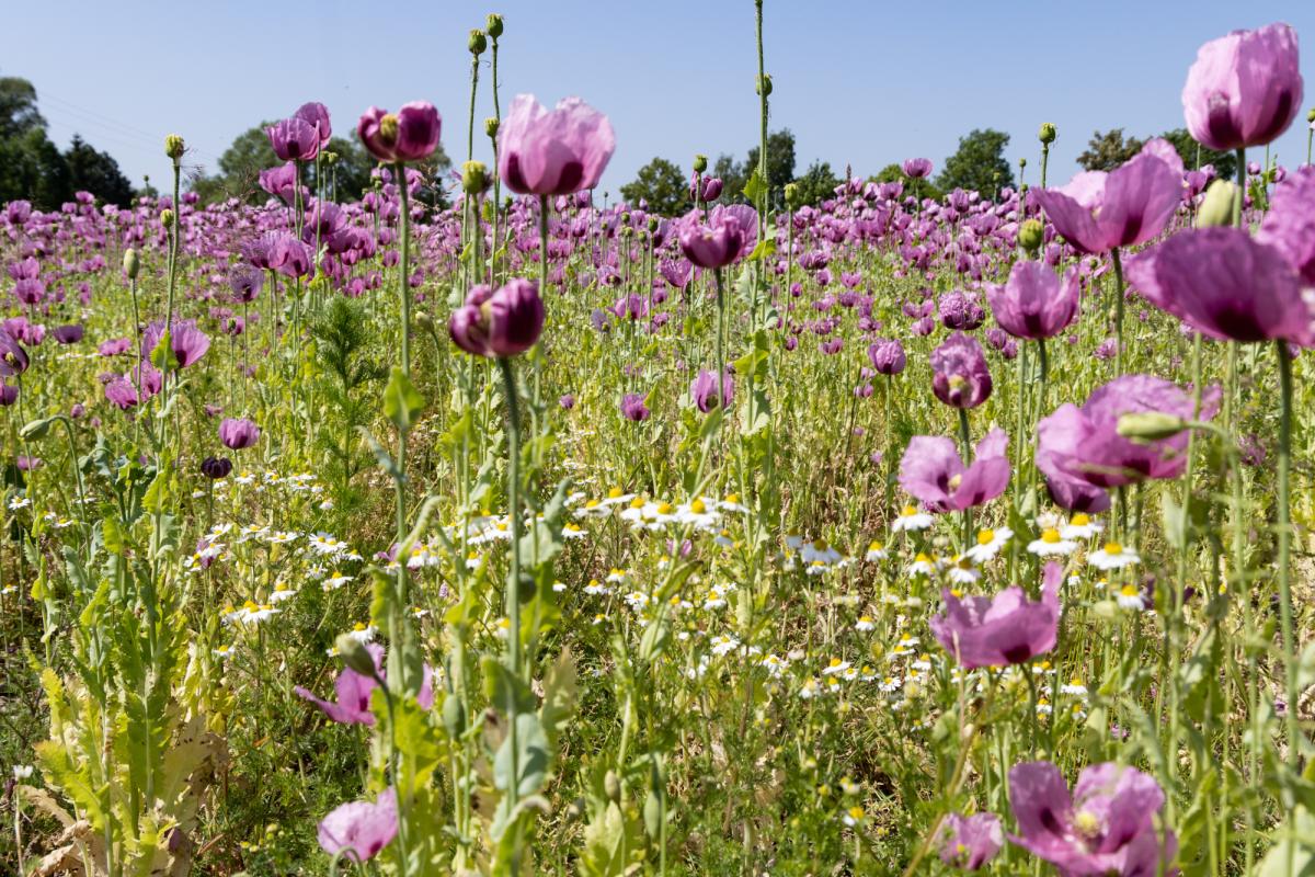 Bio bringt Vielfalt auf den Acker, hier ökologischer Anbau von Mohn.