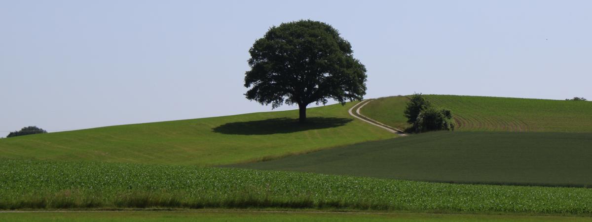 Grüne landwirtschaftliche Flächen mit Laubbaum und Feldweg unter blauem Himmel