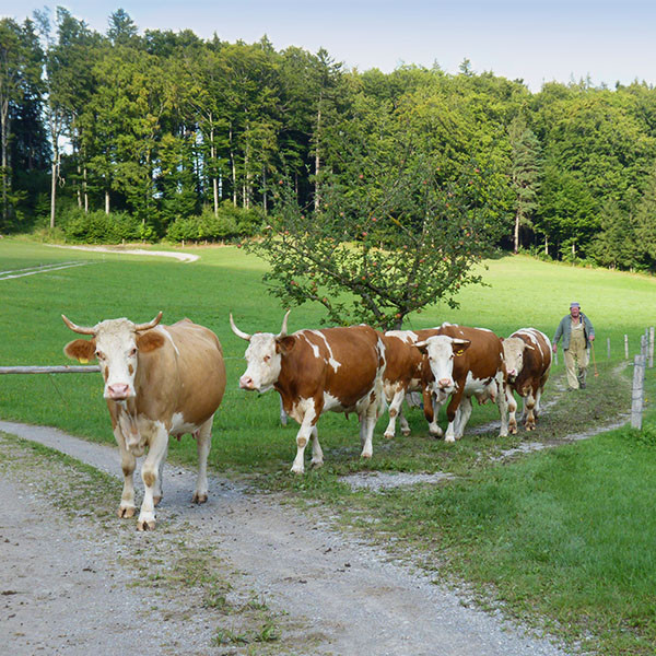 Bauer holt Tiere von der Weide